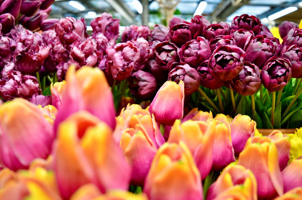 tulipani di amsterdam