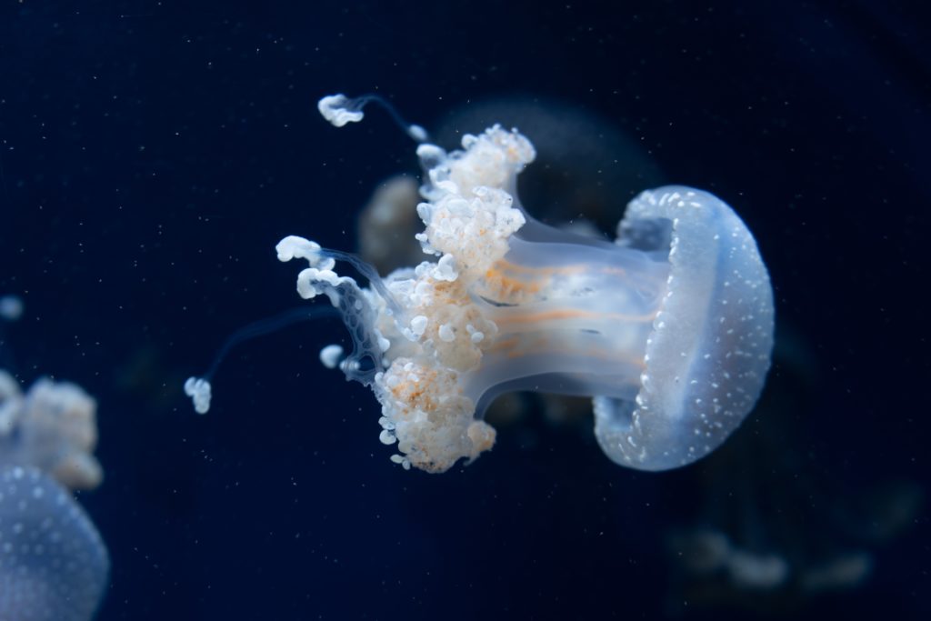 medusa oceanografico valencia